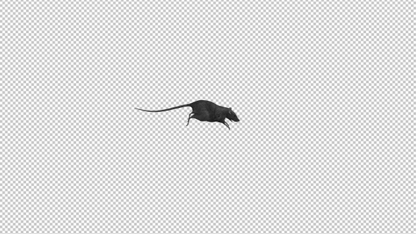 Rat - Running Transition - Alpha Channel