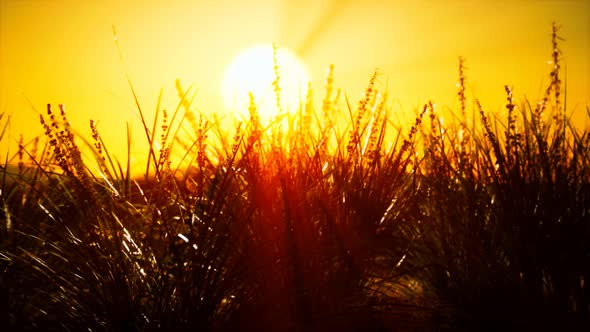 Green Grass on Hills at Sunset