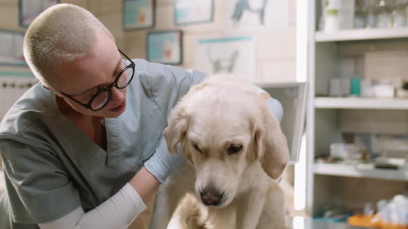 Female Vet Petting Dog during Health Exam in Clinic
