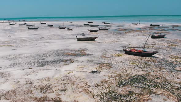 Lot of Fishing Boats Stuck in Sand Off Coast at Low Tide Zanzibar Aerial View