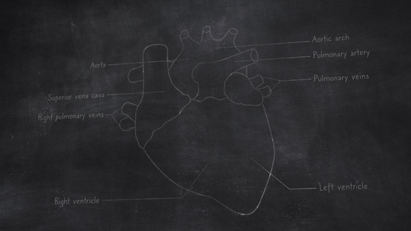 Human Heart Anatomy Hand Drawn On Chalkboard