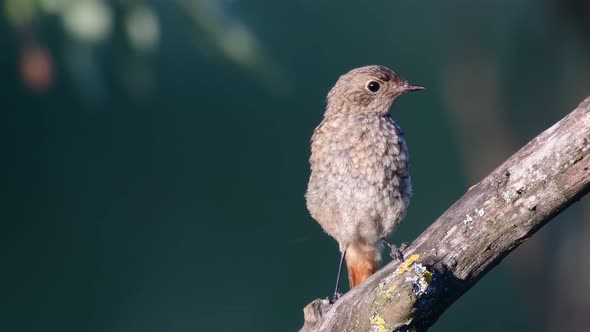 Common Redstart Phoenicurus phoenicurus is a songbird.