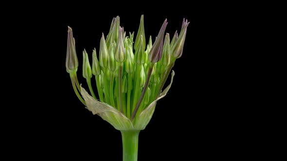Time Lapse of Blooming Decorative Garlic