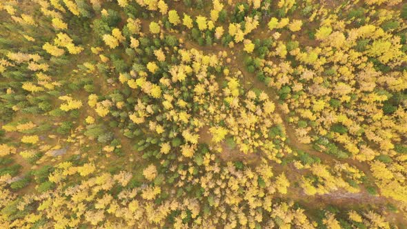 Larch Forest Autumn