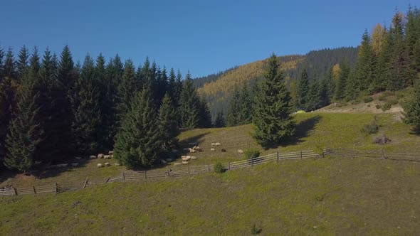 Flying Over the Pasture with Sheep