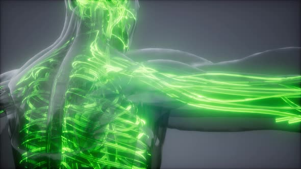 Blood Vessels of Human Body alt