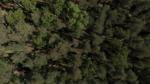 Bird's Eye View of Beautiful Green Forest Aerial Shot. Aerial View . The Camera Looks Down