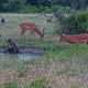Impala Antelopes and Baboons - VideoHive Item for Sale