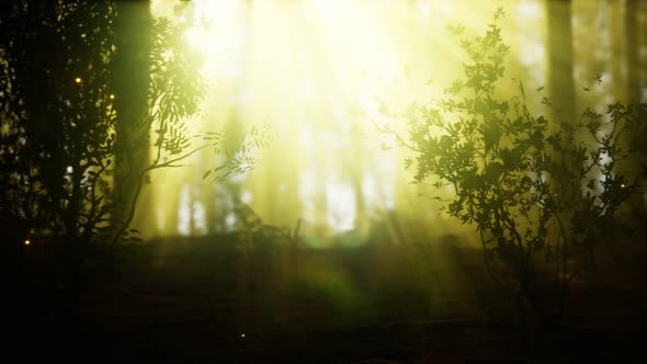 Firefly in Misty Forest with Fog