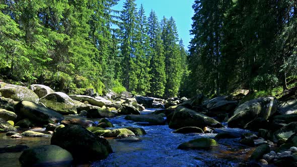 River in the Forest with Stones - Sunny Day