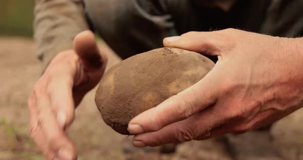 Farmer Inspects His Crop of Potatoes Hands Stained with Earth.