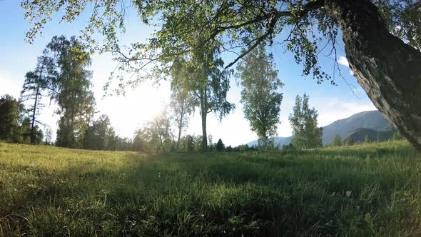 Sunny Rural Meadow at Mountain Landscape with Green Grass, Trees and Sun Rays. Diagonal Movement on