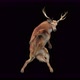 65 Deer Dancing 4K - VideoHive Item for Sale