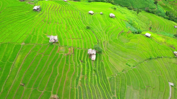 Aerial view of agriculture in rice fields for cultivation