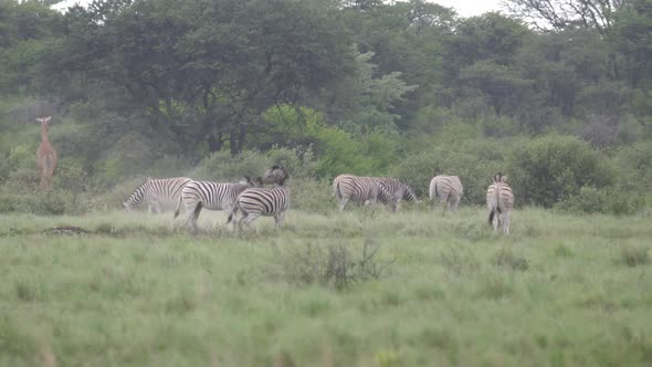 Zebras playing at Khama Rhino Sanctuary