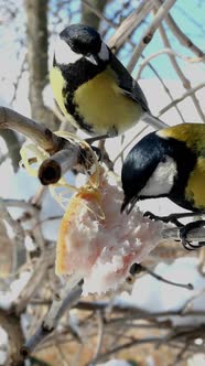Hungry Birds Great Tit or Parus Major are Pecking Lard Which Hangs From Branch