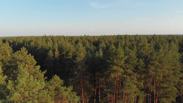 Pine Forest, Aerial View with Drone. Top View in Pine Wood Park