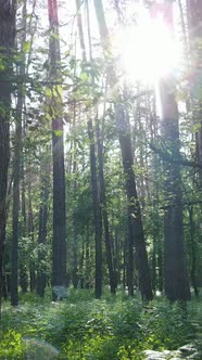 Vertical Video of a Forest with Trees