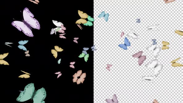 Colorful Butterflys