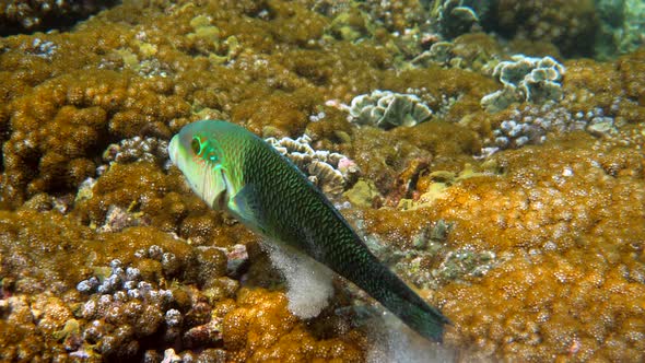 Half and Half Thicklip Wrasse Spits or Hemigymnus Melapterus Swimming Among Reef Corals