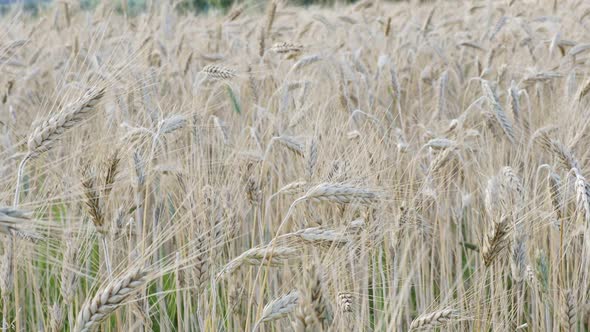 Golden ears of wheat on the field.