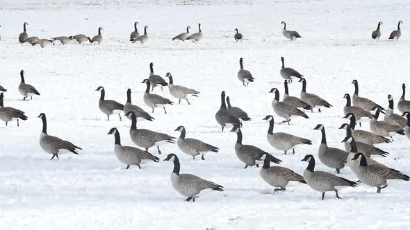 Canadian Geese Walking in Slow Motion