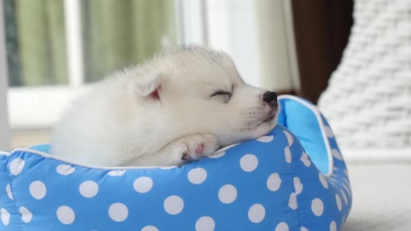 Cute Siberian Husky Puppies Lying And Sleeping In Pet Bed