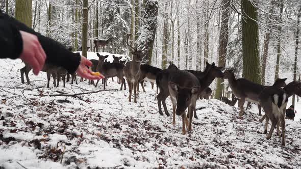 Human hands throwing food to fallow deer herd in winter forest,snow.