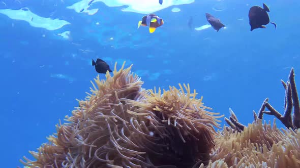 Underwater View Of Tropical Fish In Kri Island, Raja Ampat. 