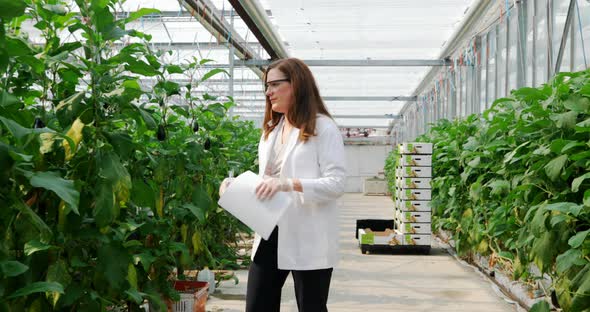 Scientist examining aubergine in greenhouse 4k