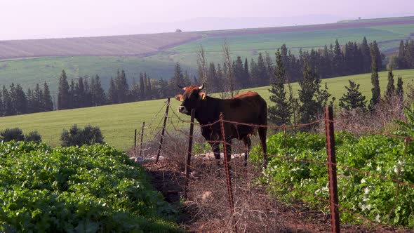 Brown cow stoped by a wire fence at the middle of the shot and walk away after fail.