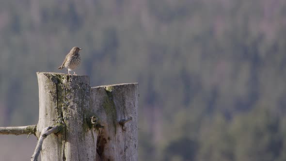 Hermit thrush bird observing from a tree trunk in Sweden, wide shot