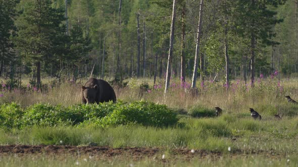 Wild Bear Eating Green Plants In The Field - Medium Shot