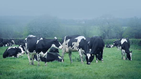 Cows Graze In Field In Misty Countryside