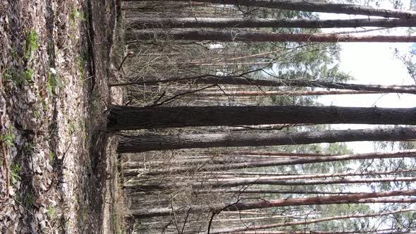 Vertical Video of Trees in a Pine Forest Slow Motion