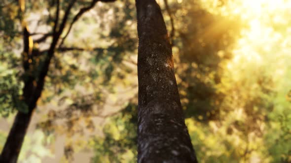 Foggy Forest in Early Morning