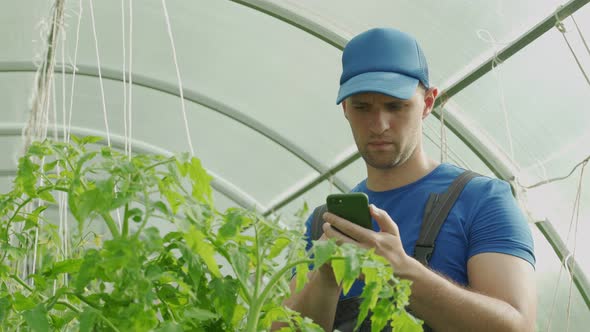 Organic Farmer Using Smartphone in Greenhouse with Organic Tomato Cultivation