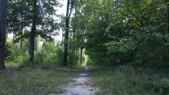 Natural Landscape in the Forest During the Day