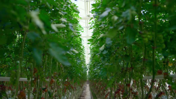 Plantation with Tomatoes Plants Growing on Farmland Producing Vegetarian Food