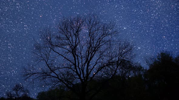 night sky and stars in the forest