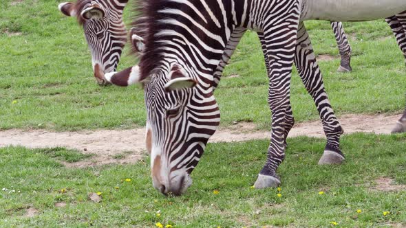 Herd of The Grevy's zebra (Equus grevyi) grazing on green grass