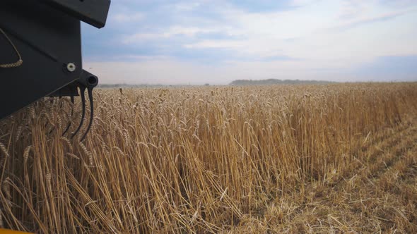 Close Up Knife of Combine Spinning and Cutting Ears of Wheat. Harvester Riding Through Field and