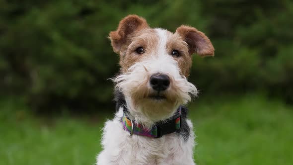 Portrait of a Shaggy Fox Terrier in the Park Against a Background of Green Grass and Trees