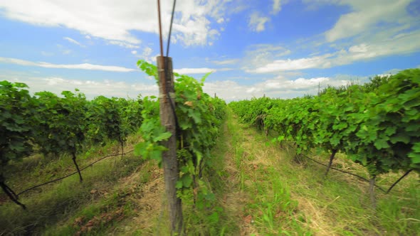 Valley or plantation with rows of vineyards in Georgia is Kakheti.