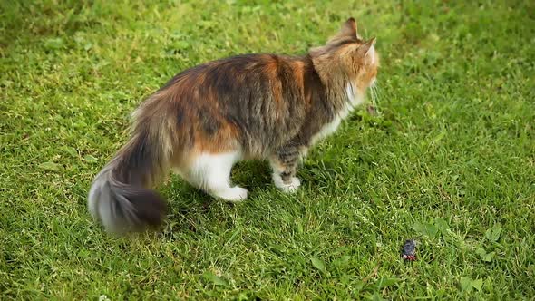 Arrogant Shorthaired Domestic Funny Tabby Cat Sneaks Through Fresh Green Grass Meadow Background