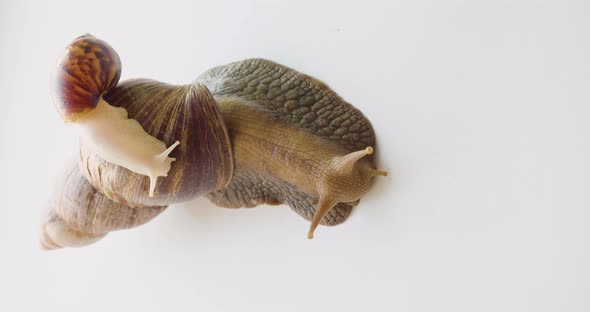 Lissachatina Fulica  Two Snails  One Rides on the Shell of the Other