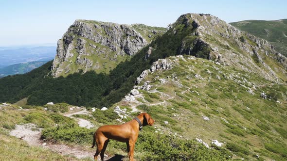 Hungarian Vizsla Dog on Mountain Trail. Dog Against Green Mountains and Rocky Peaks