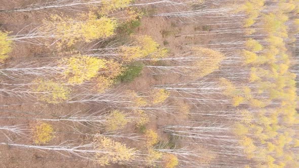 Vertical Video Aerial View of Trees in the Forest on an Autumn Day in Ukraine Slow Motion