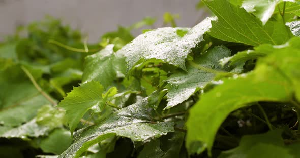 Water Drops on Leaf Surface