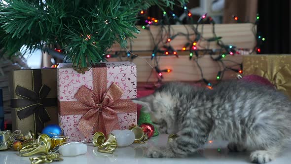 Cute Tabby Kitten Playing In A Gift Box With Christmas Decoration